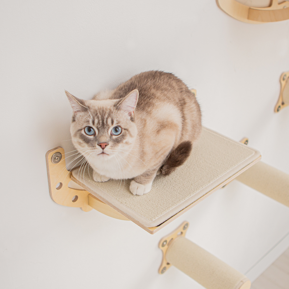 cat walkさま専用 窓に張り付くキャットウォーク - ネコシア